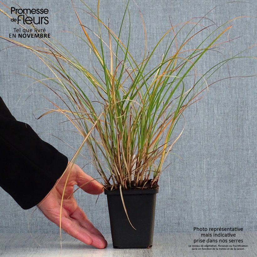 Ejemplar de Miscanthus sinensis Adagio - Roseau de Chine en godet de 9 cm entregado en otoño