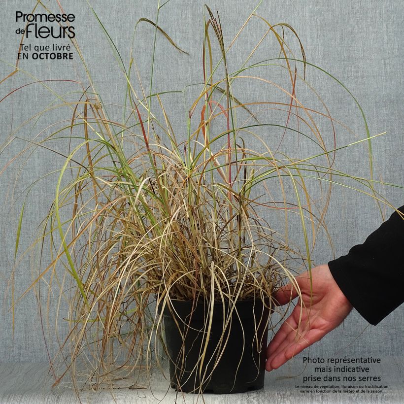 Ejemplar de Miscanthus sinensis Adagio - Roseau de Chine en pot de 2/3 litres entregado en otoño