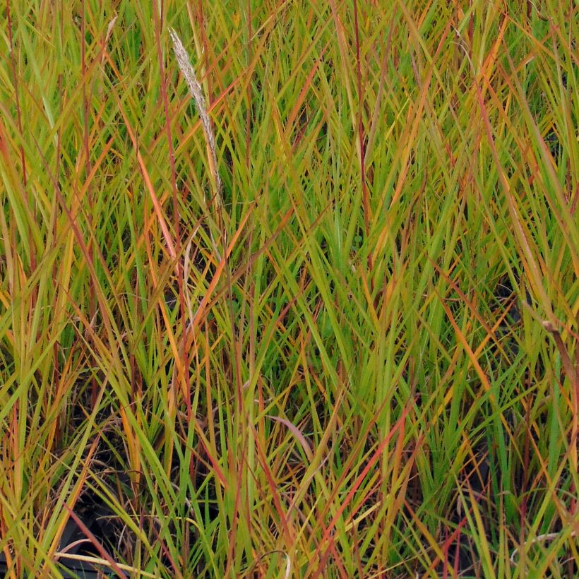 Miscanthus sinensis Afrika (Follaje)