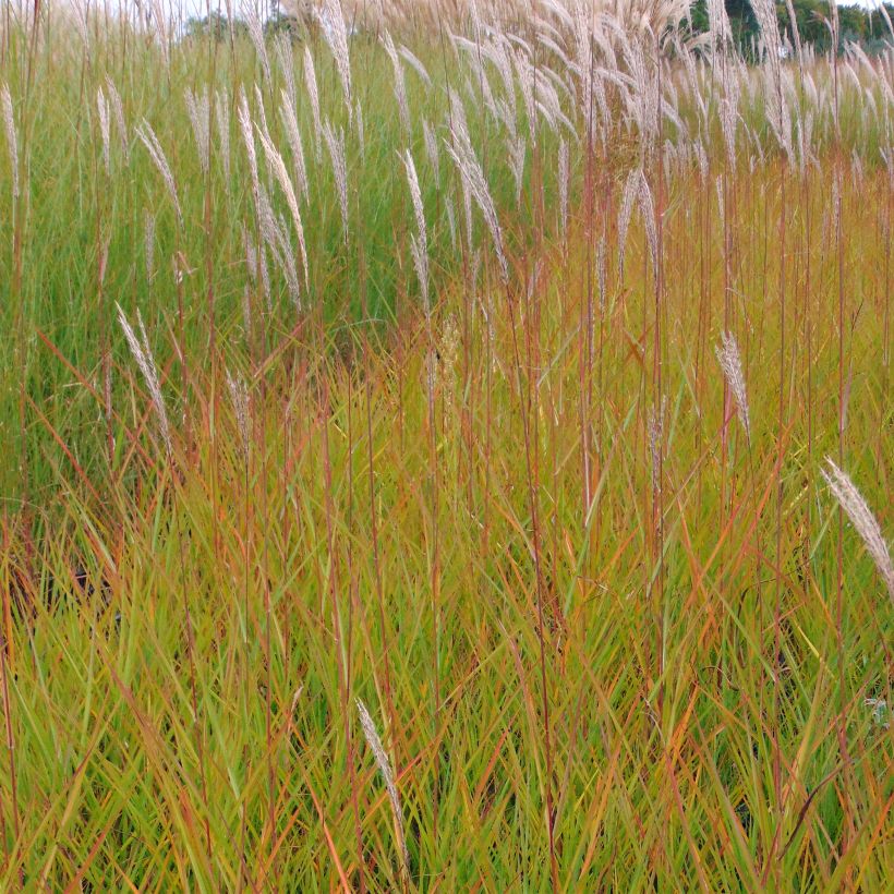 Miscanthus sinensis Afrika (Floración)