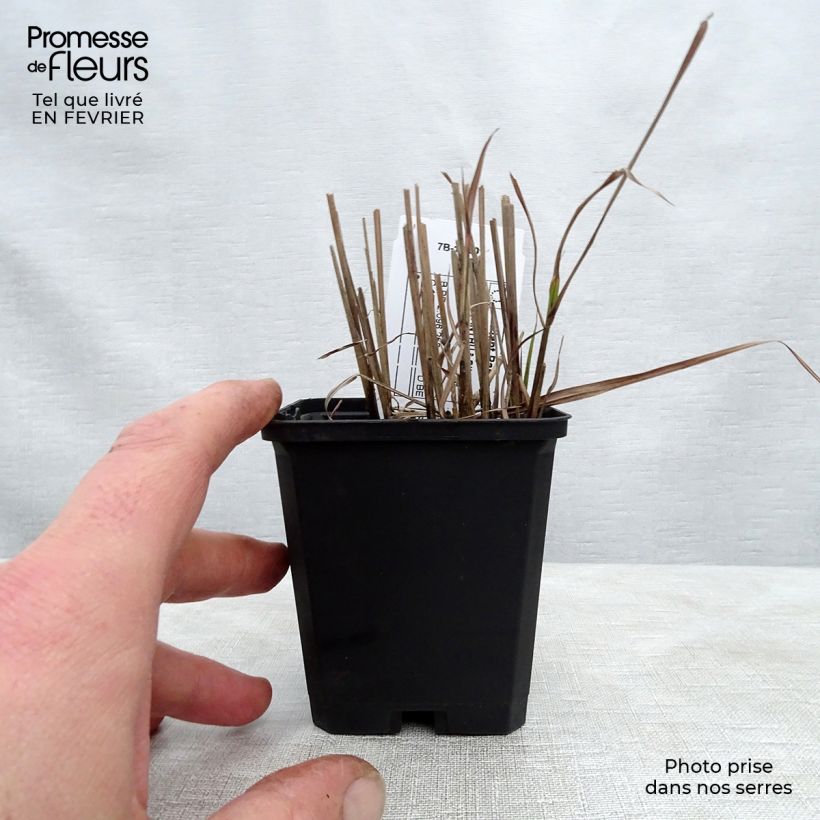 Miscanthus sinensis Afrika - Eulalie - Roseau de Chine Godet de 9cm Ejemplar entregado en invierno