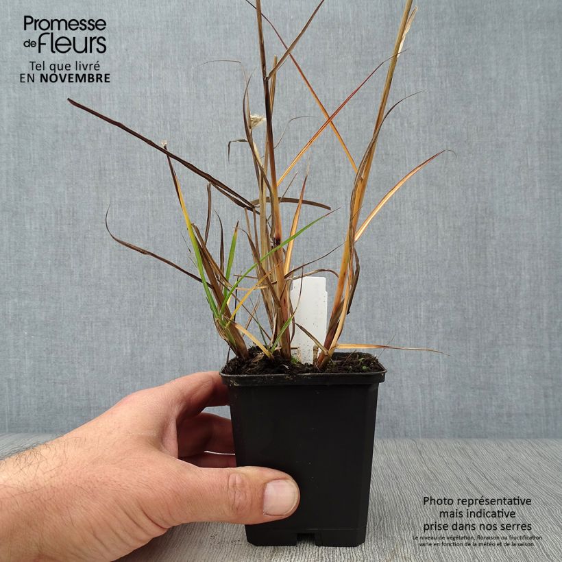 Ejemplar de Miscanthus sinensis Aperitiv (Aperitif) - Roseau de Chine Godet de 9cm entregado en otoño