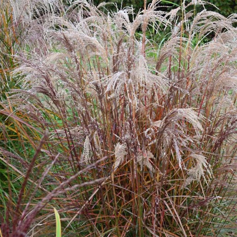 Miscanthus sinensis Aperitiv (Porte)