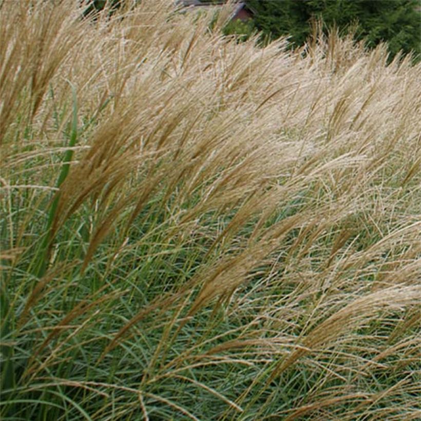 Miscanthus sinensis Arabesque (Floración)