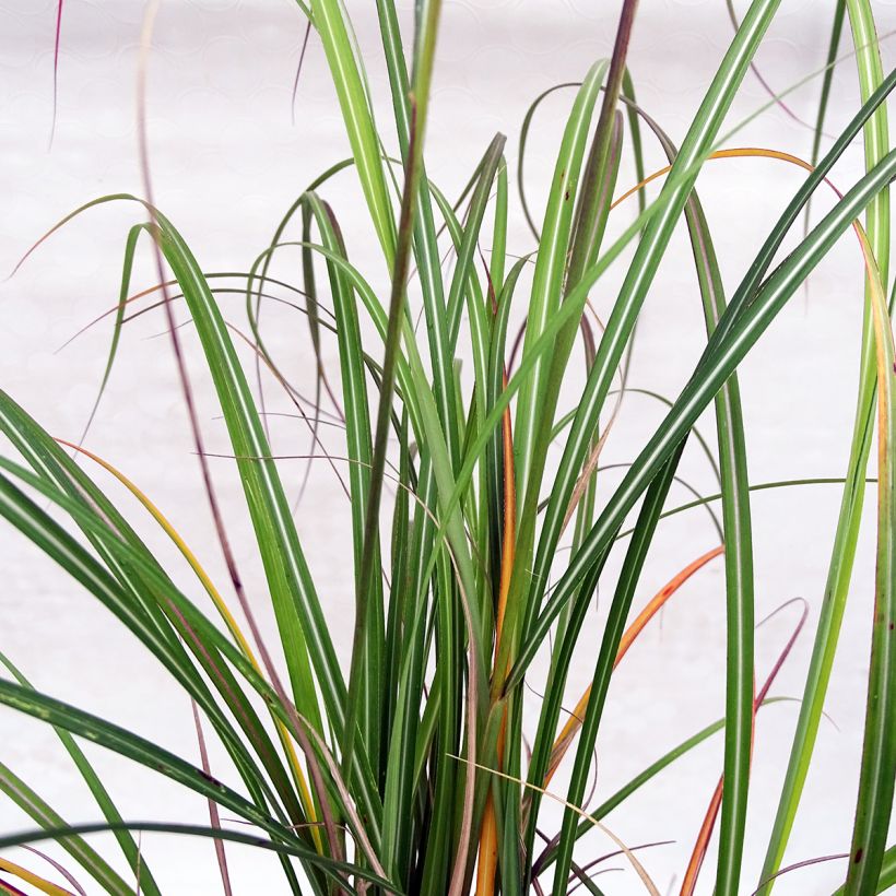 Miscanthus sinensis Arabesque (Follaje)