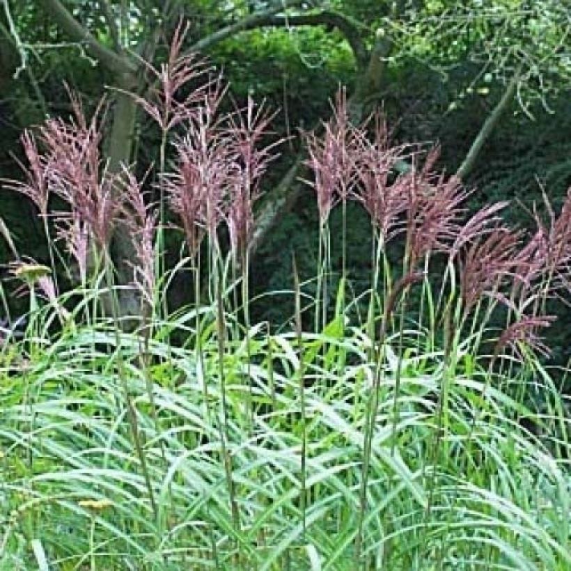 Miscanthus sinensis August Feder (Floración)