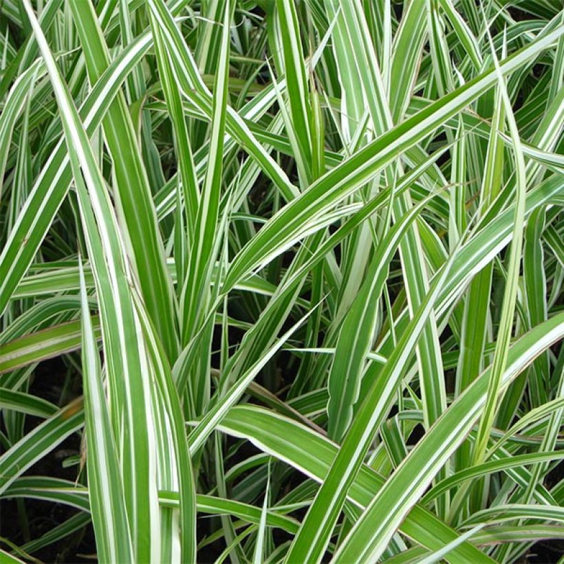 Miscanthus sinensis var.condensatus Cabaret (Follaje)