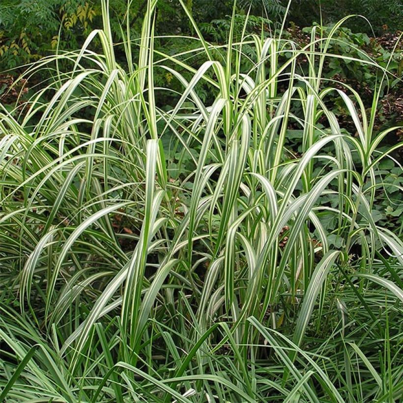 Miscanthus sinensis var.condensatus Cabaret (Porte)