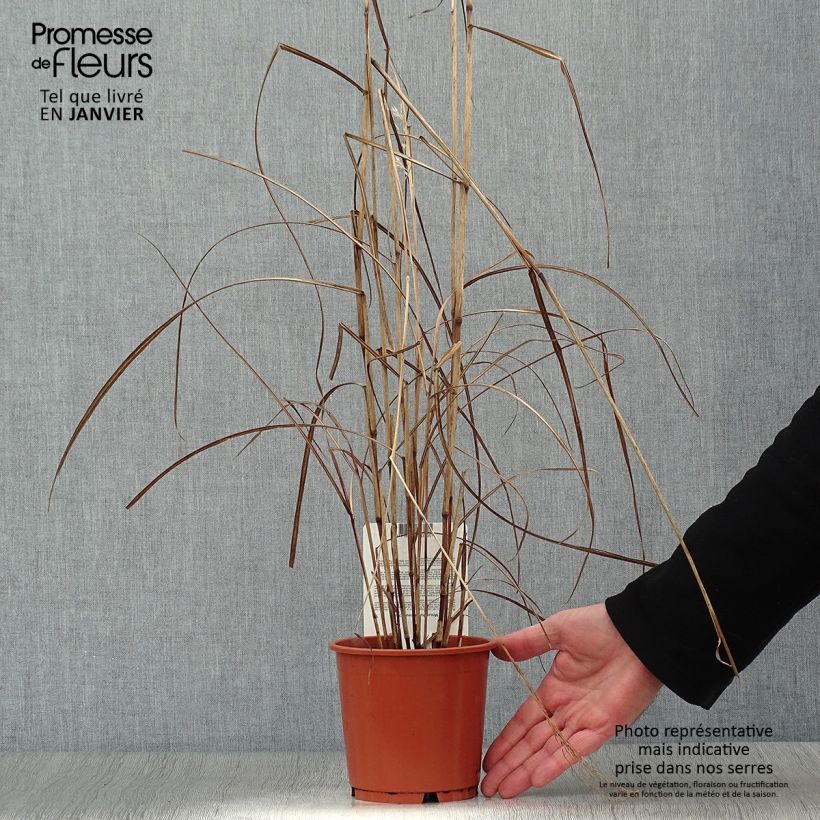 Miscanthus sinensis China - Eulalie - Roseau de Chine en pot de 1L/1.5L Ejemplar entregado en invierno