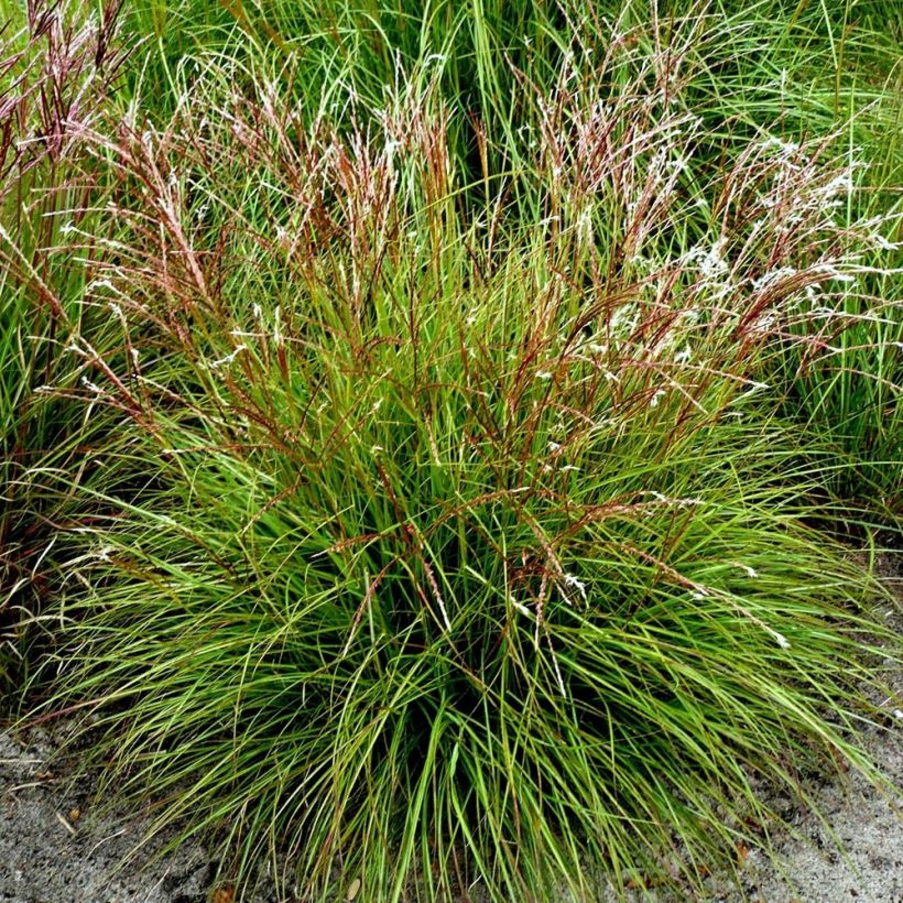 Miscanthus sinensis Cute One (Porte)