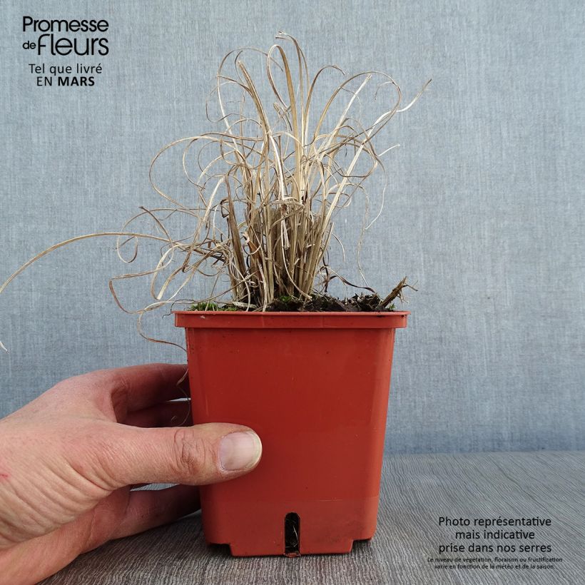 Miscanthus sinensis Cute One - Roseau de Chine nain pot de 1L/1.5L Ejemplar entregado en invierno