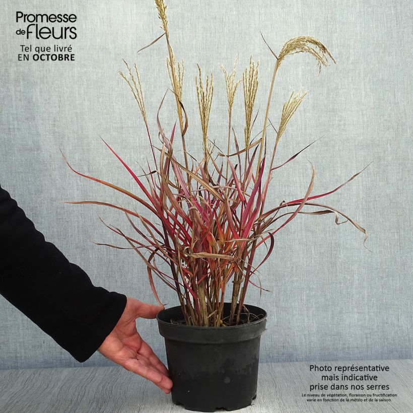 Ejemplar de Miscanthus sinensis Dronning Ingrid - Roseau de Chine en pot de 1.5/2 litres entregado en otoño