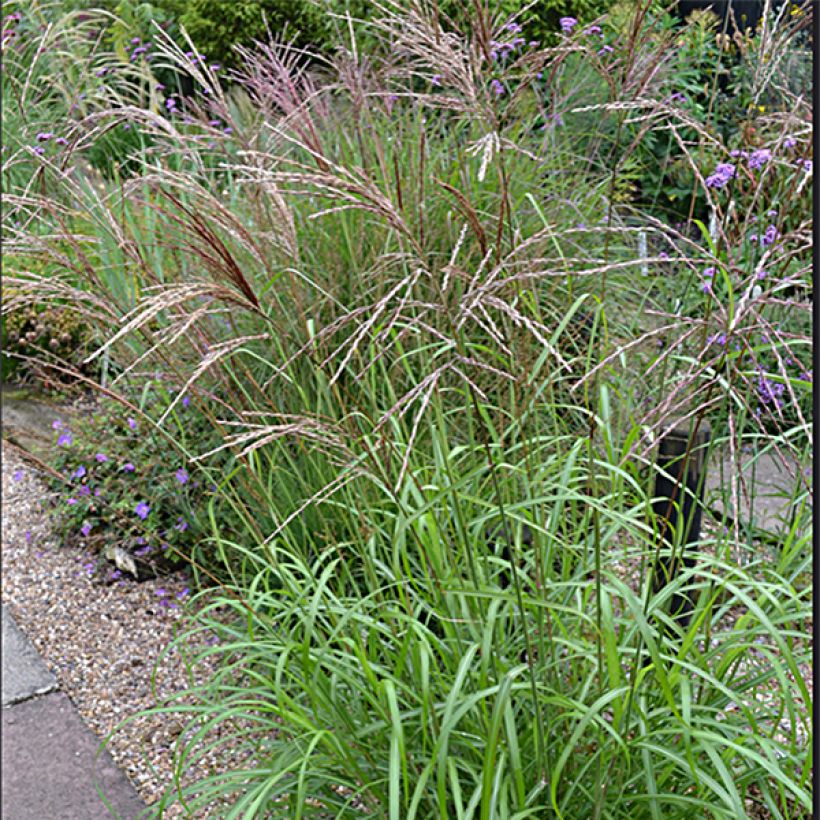 Miscanthus sinensis Emmanuel Lepage (Floración)