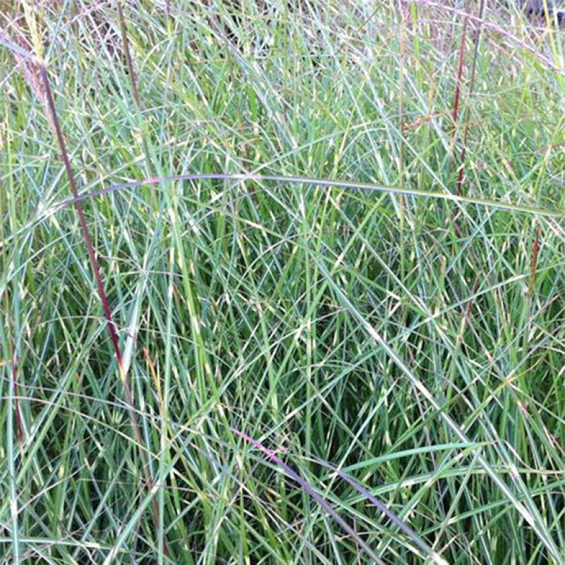 Miscanthus sinensis Etincelle (Follaje)