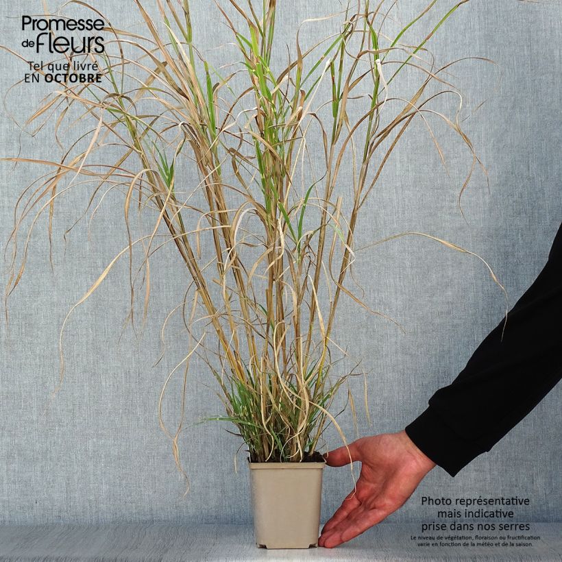 Ejemplar de Miscanthus sinensis Etincelle - Roseau de Chine Godet de 9cm entregado en otoño