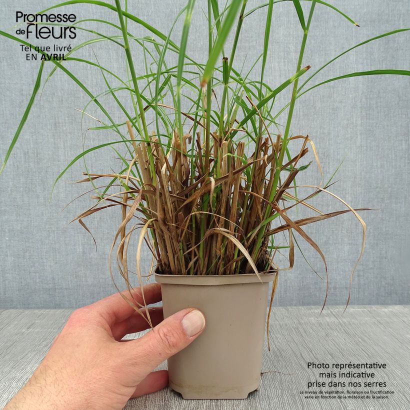 Miscanthus sinensis Etincelle - Roseau de Chine Godet de 9cm Ejemplar entregado en la primavera