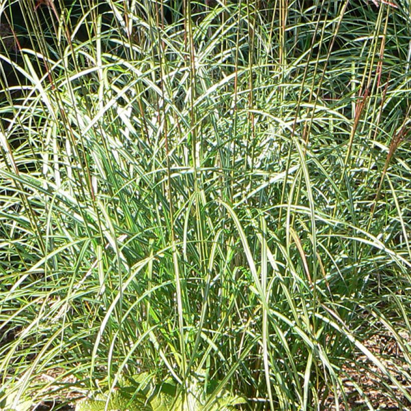 Miscanthus sinensis Ferner Osten (Follaje)