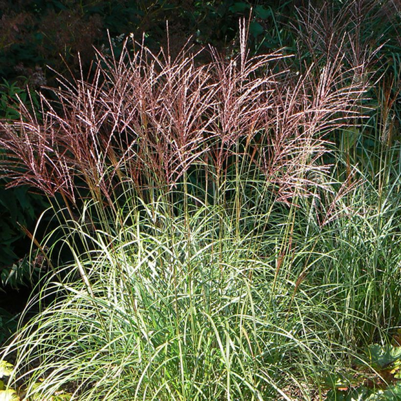 Miscanthus sinensis Ferner Osten (Floración)