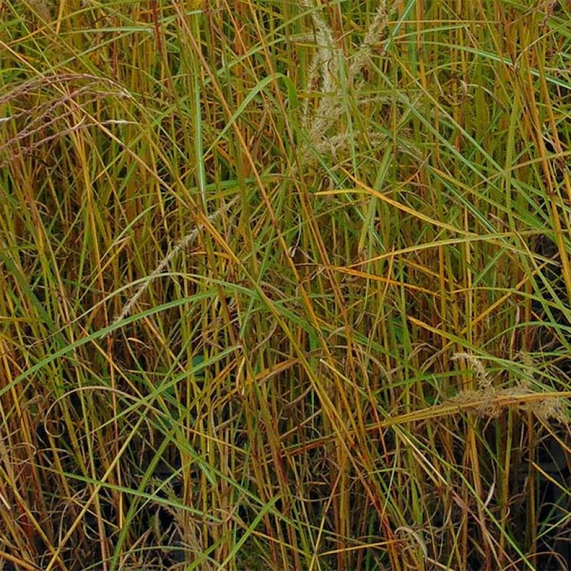 Miscanthus sinensis Flamingo (Follaje)