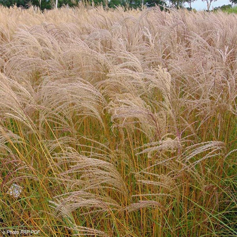 Miscanthus sinensis Flamingo (Porte)