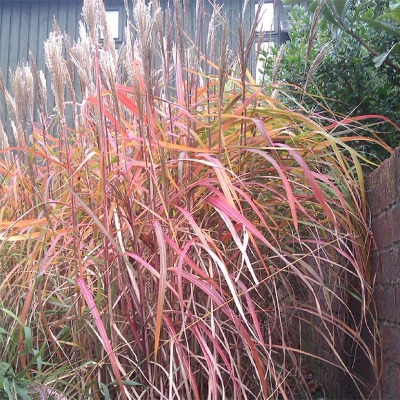 Miscanthus sinensis Ghana (Porte)