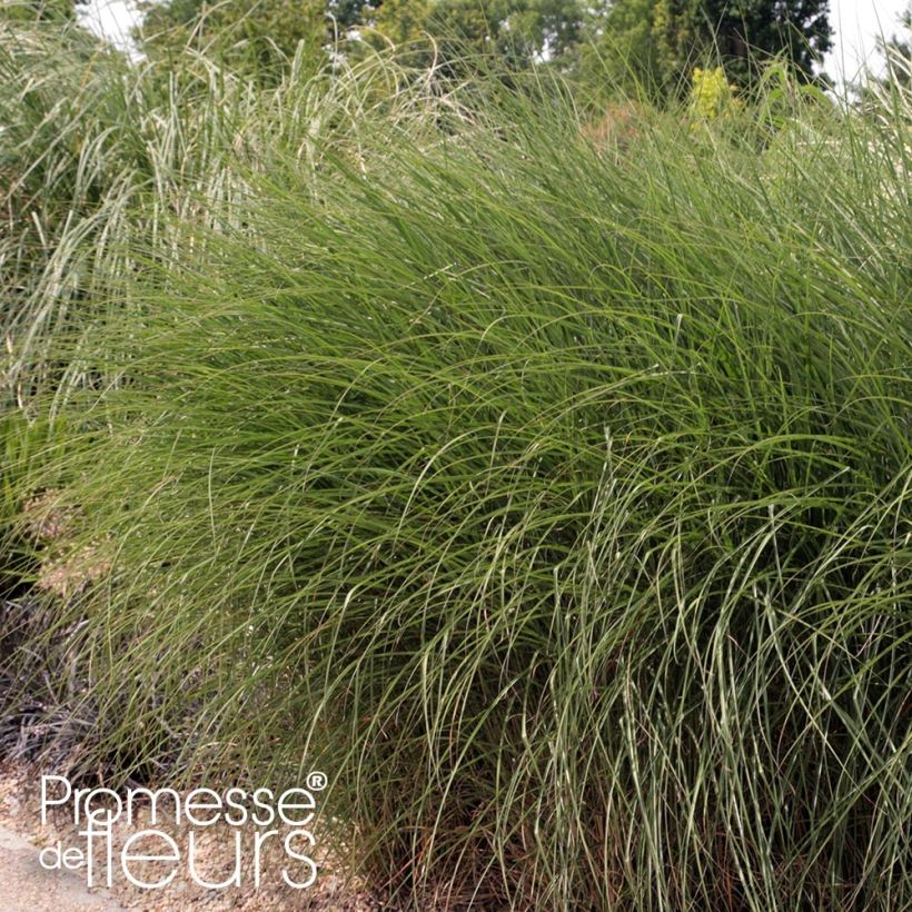 Miscanthus sinensis Gnom (Porte)