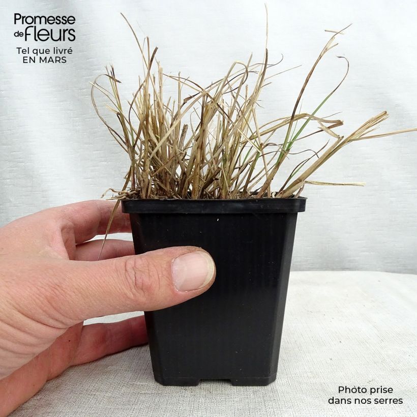 Miscanthus sinensis Gnom - Eulalie, Roseau de Chine Godet de 8/9 cm Ejemplar entregado en invierno