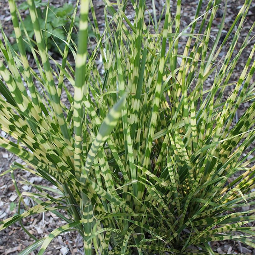 Miscanthus sinensis Gold Bar (Follaje)