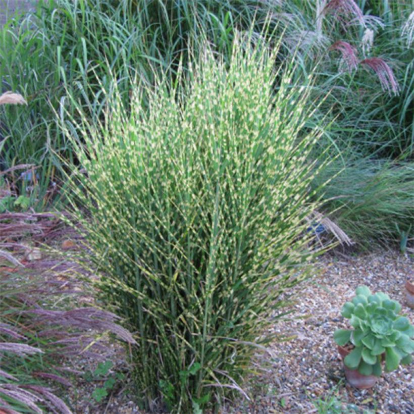 Miscanthus sinensis Gold Bar (Porte)