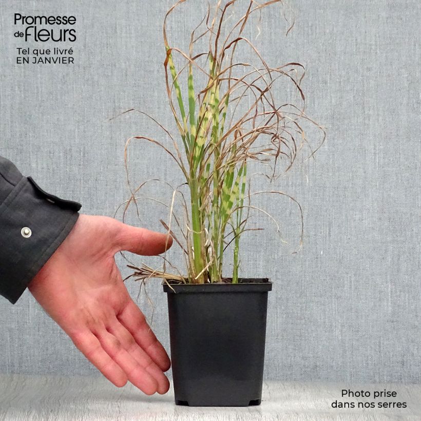 Miscanthus sinensis Gold Bar - Roseau de Chine Godet de 9cm Ejemplar entregado en invierno