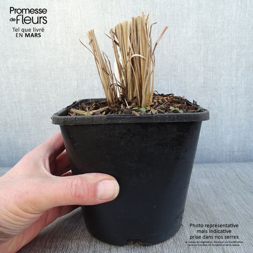 Miscanthus sinensis Gold Bar - Roseau de Chine pot de 2L/3L Ejemplar entregado en invierno