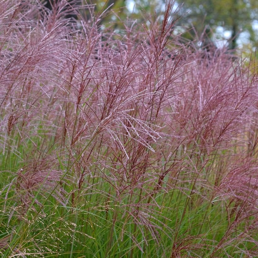 Miscanthus sinensis Gracillimus (Floración)