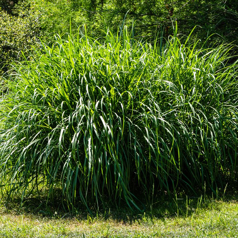 Miscanthus sinensis Gracillimus (Porte)