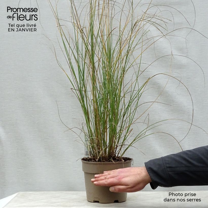 Miscanthus sinensis Gracillimus en pot de 2L3L Ejemplar entregado en invierno