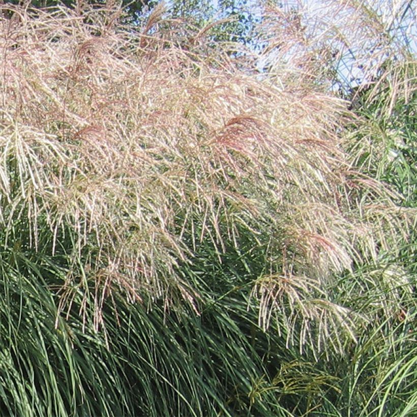 Miscanthus sinensis Graziella (Floración)