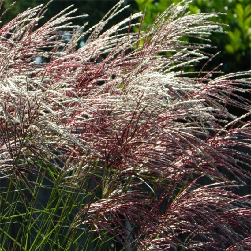 Miscanthus sinensis Grosse Fontäne (Floración)