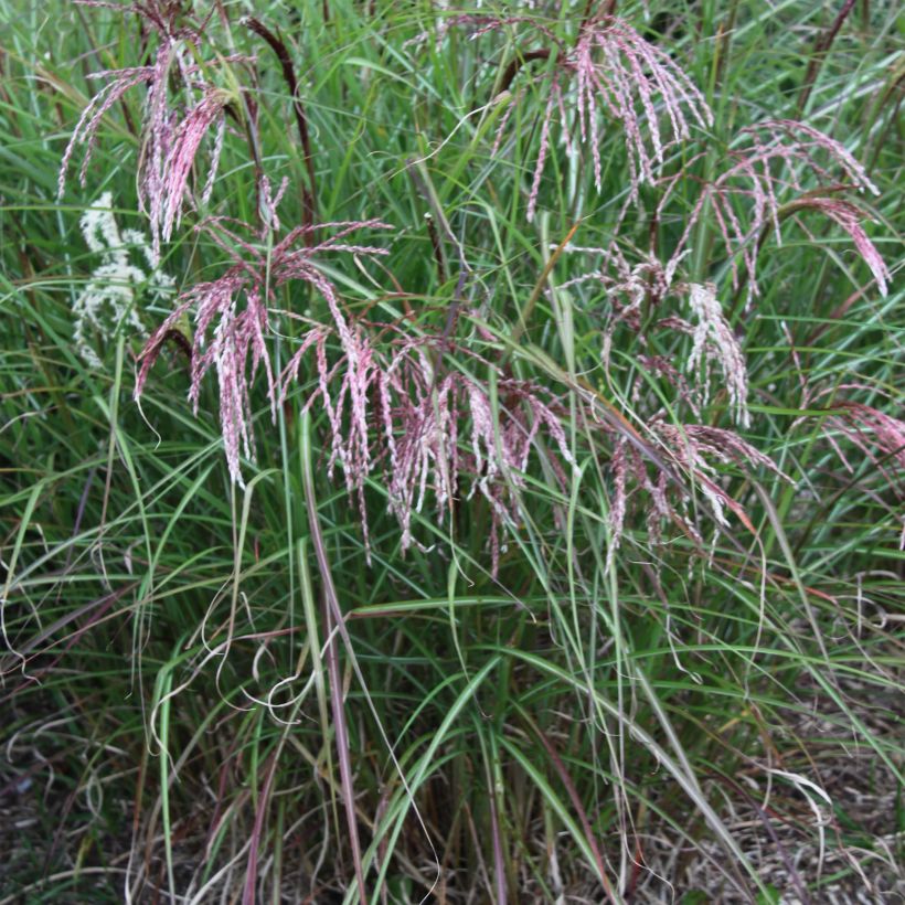 Miscanthus sinensis Kaskade (Porte)