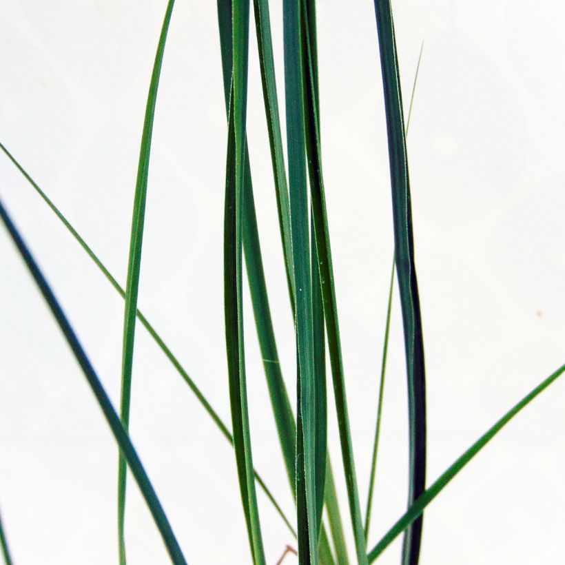 Miscanthus sinensis Kleine Fontäne (Follaje)