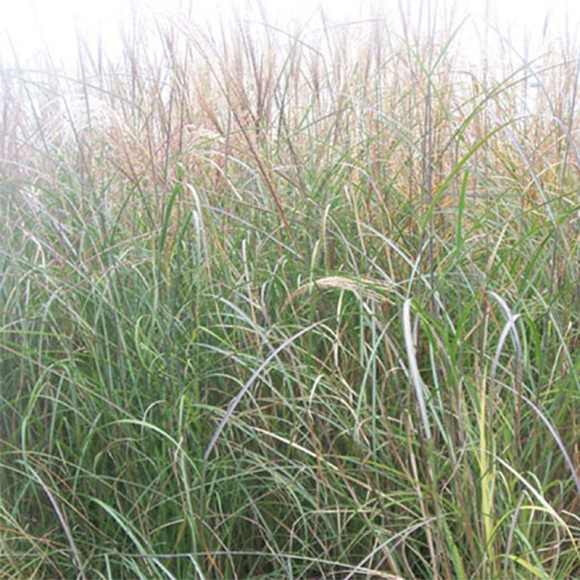 Miscanthus sinensis Kleine Silberspinne (Follaje)