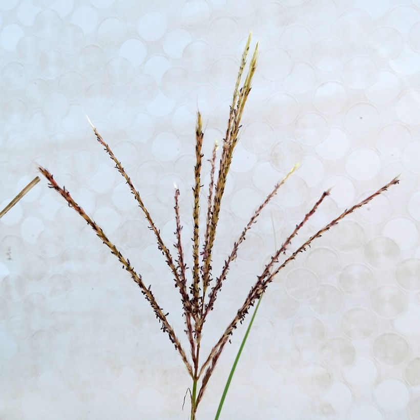 Miscanthus sinensis Kleine Silberspinne (Floración)