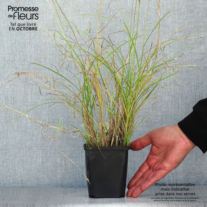 Ejemplar de Miscanthus sinensis Kleine Silberspinne - godet de 9cm entregado en otoño