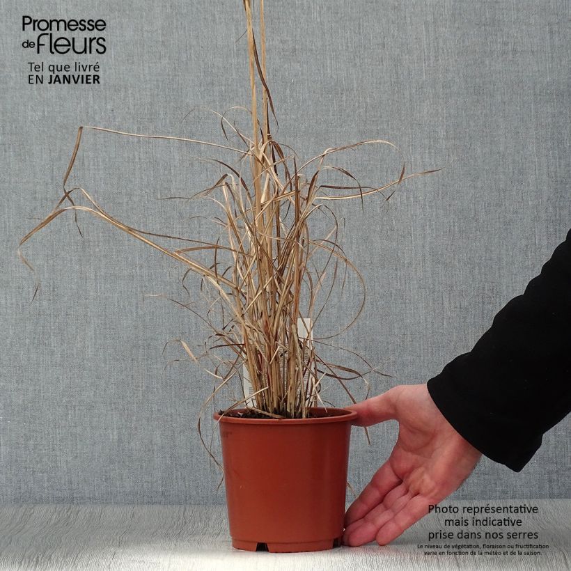 Miscanthus sinensis Kleine Silberspinne - pot de 1L/1.5L Ejemplar entregado en invierno