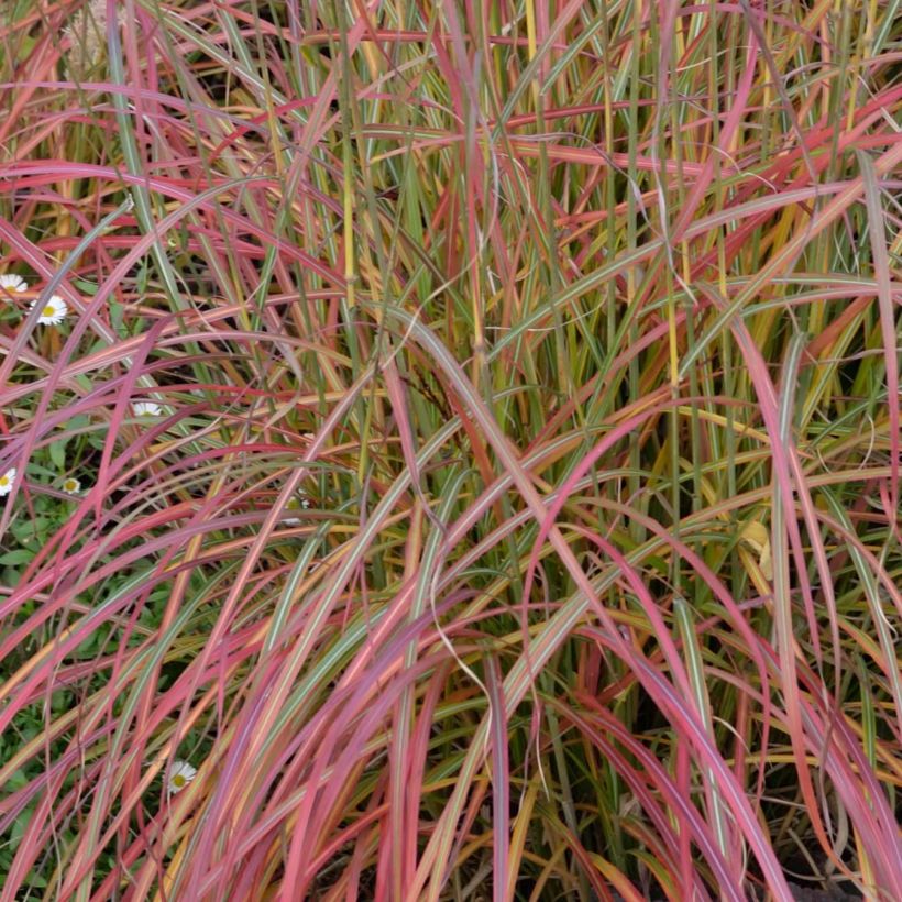 Miscanthus sinensis Little Miss (Follaje)