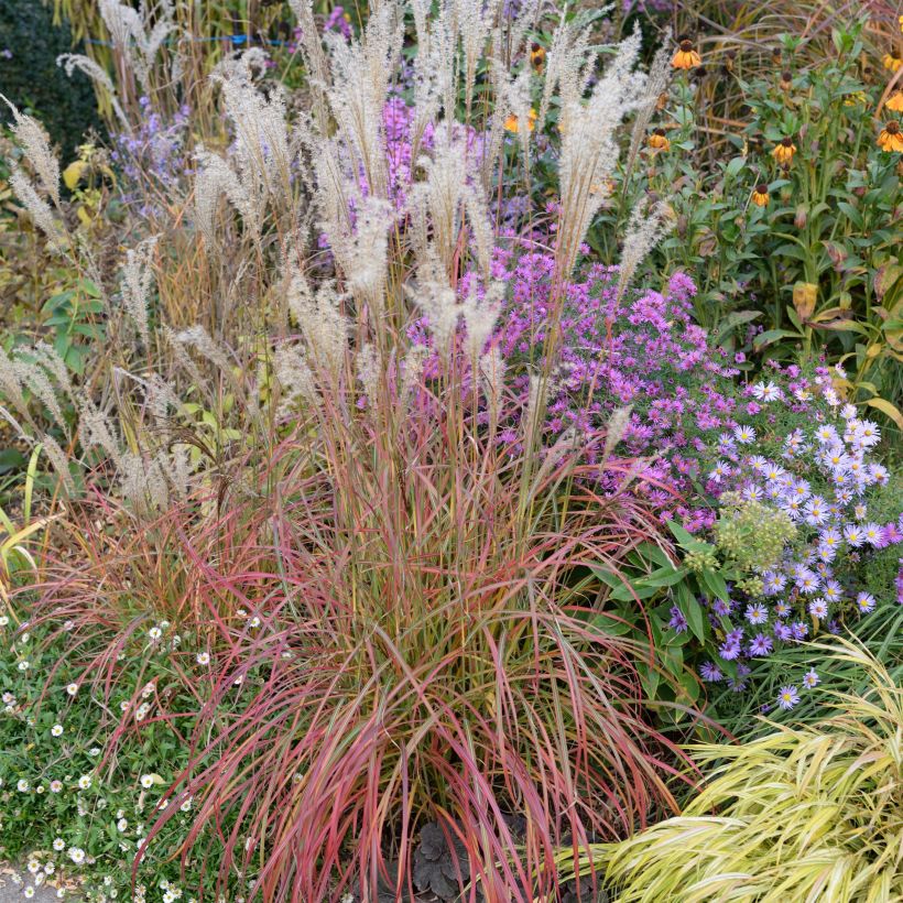 Miscanthus sinensis Little Miss (Porte)