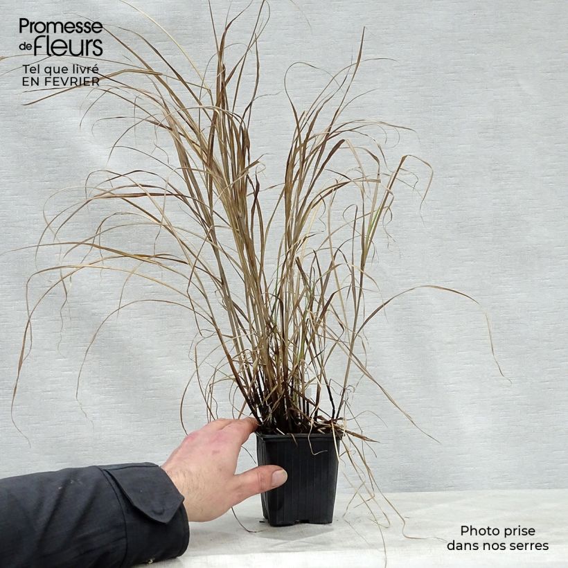 Miscanthus sinensis Little Zebra Ejemplar entregado en invierno