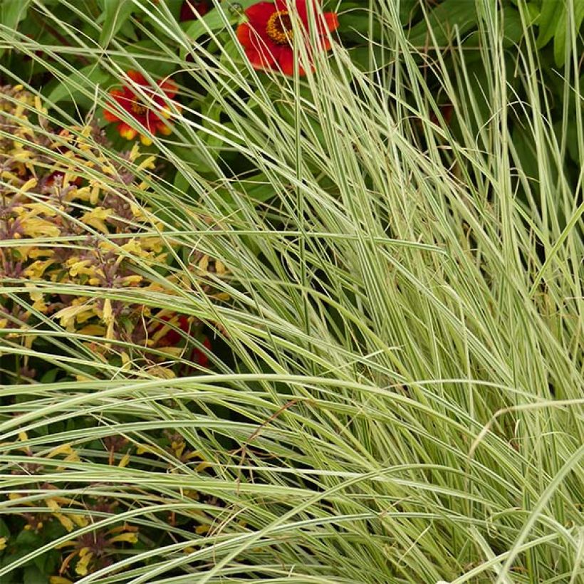 Miscanthus sinensis Morning Bright (Follaje)