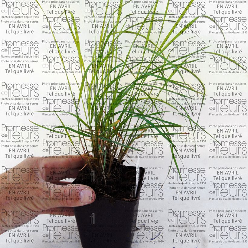 Ejemplo de ejemplar de Miscanthus sinensis Morning Bright - Roseau de Chine Godet de 8/9 cm tal y como se entrega