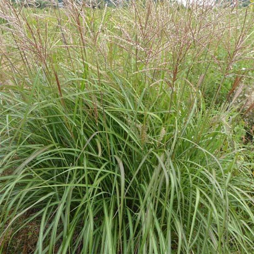 Miscanthus sinensis Purple Fall (Follaje)