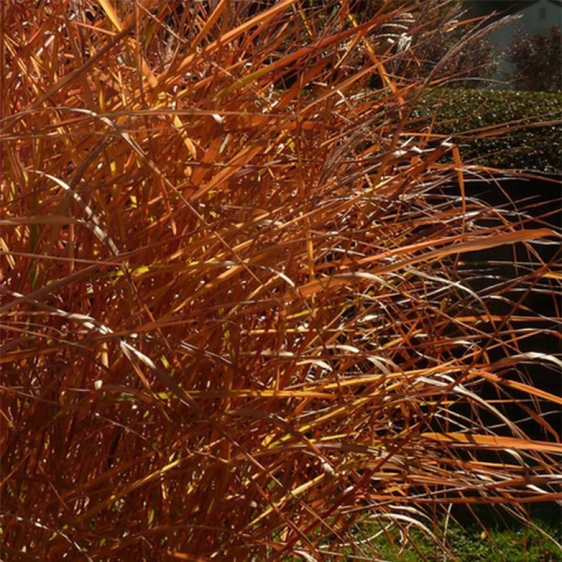 Miscanthus sinensis Purpurascens (Follaje)