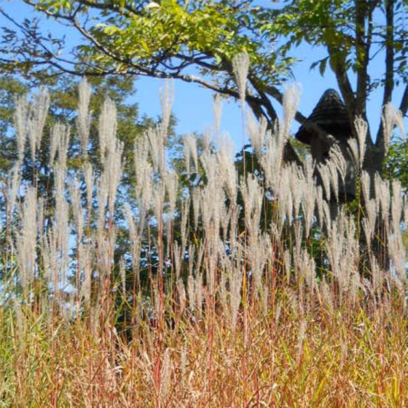 Miscanthus sinensis Purpurascens (Floración)